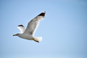 seagull flying over the sea
