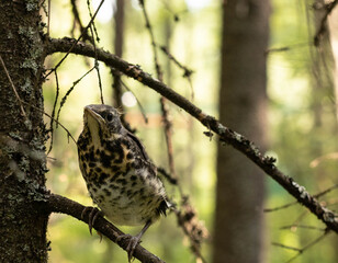A chick of redwing (Turdus iliacus) sitting on a mossy stone in sunny temperate forest. Selective focus with blured bokeh background.