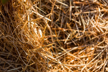 An amount of hay in a close up view
