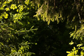 Fresh green fir tree branches in sprig temperate forest. Focus on the nearest branches and dark background.