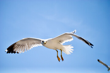 seagull flying over the sea