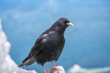 Close up Alpine chough Pyrrhocorax graculus standing on rock in Alps mountains. A portrait of an alpine chough at high altitude. Shallow depth of field