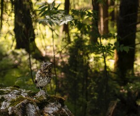 A chick of redwing (Turdus iliacus) sitting on a mossy stone in sunny temperate forest. Selective focus with blured bokeh background.