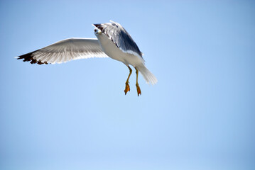 seagull flying over the sea