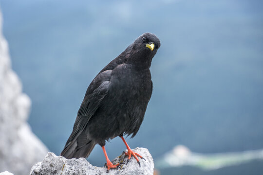 Close up Alpine chough Pyrrhocorax graculus standing on rock in Alps mountains and curiously looking into camera. A portrait of an alpine chough at high altitude. Shallow depth of field