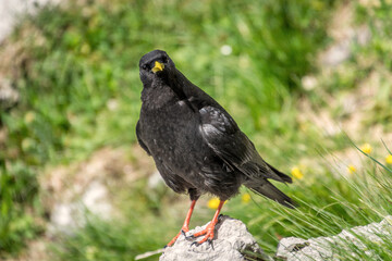 Close up Alpine chough Pyrrhocorax graculus standing on rock in Alps mountains and curiously looking into camera. A portrait of an alpine chough at high altitude. Shallow depth of field