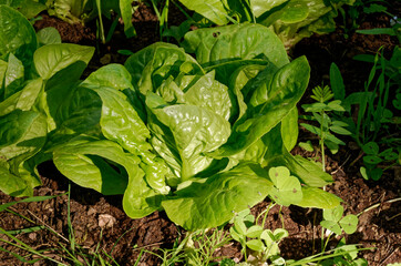 green salad in the garden