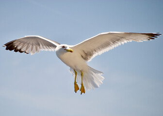 seagull flying over the sea
