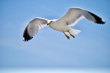 seagull flying over the sea