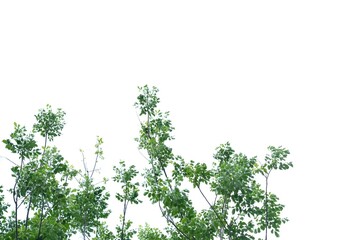 Fototapeta premium Tropical tree leaves with branches on white isolated background for green foliage backdrop and copy space 