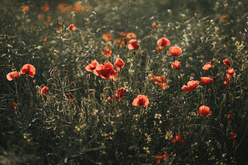 Fototapeta na wymiar Poppies in the field background