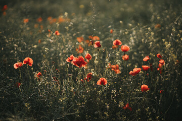 Fototapeta premium Poppies in the field background