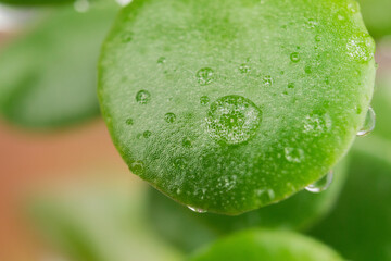 Drops of water on a green leaf