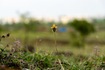 Flower macro