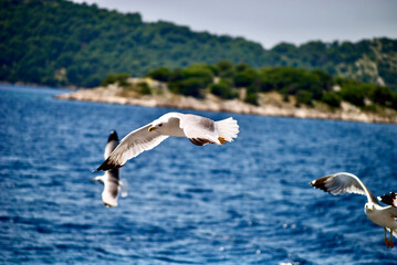 seagull flying over the sea