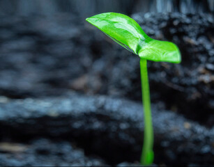 Drops of dew on a young green sprout