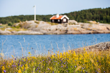 Swedish wildflowers near the sea in Sweden.