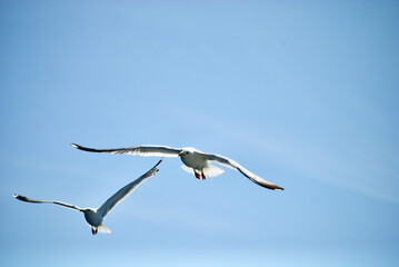 seagull flying over the sea