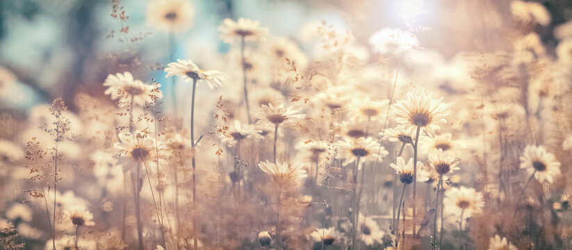 Beautiful autumn landscape of field daisies, banner. Warm sunny day. Floral delicate art image. Soft selective focus.