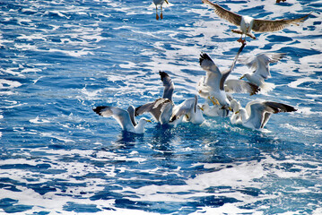 seagull flying over the sea