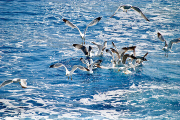seagull flying over the sea