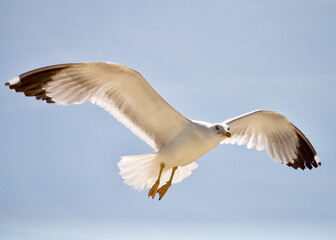 seagull flying over the sea
