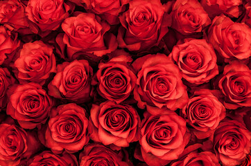 Big bunch of fresh red roses in bouquet close up texture background 