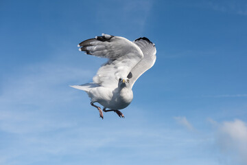 Adult European herring gull  flying against a blue sky