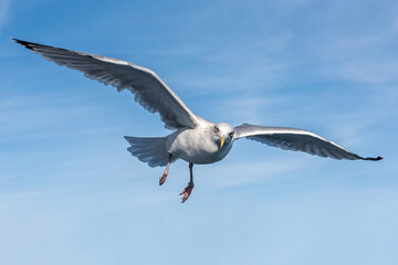 Portrait of an adult European herring gull (Larus argentatus) in flight