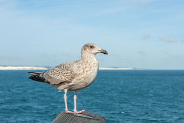 Young European herring gull  on the background of the sea