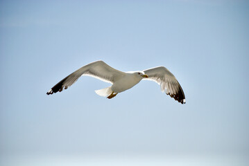 seagull flying over the sea