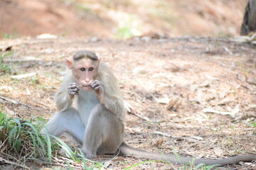 Lunch time for the monkeys. 