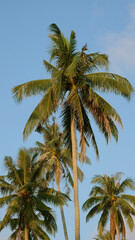 Fototapeta na wymiar Coconut trees in the blue sky.