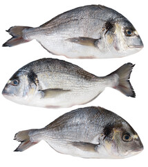 Fish dorado isolated on white background with full depth of field. Top view. Flat lay