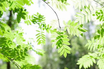 Fototapeta na wymiar Fresh green rowan (Sorbus aucuparia) leaves in sprig temperate forest. Focus on the nearest branch and bokeh background.