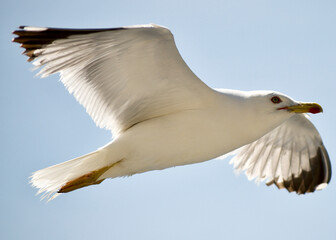 seagull flying over the sea