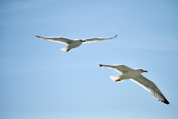 seagull flying over the sea