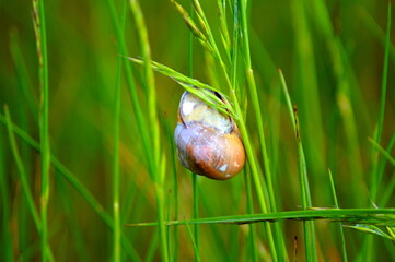 Ślimak na zielonej trawie 