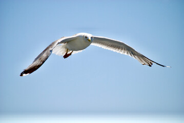 seagull flying over the sea
