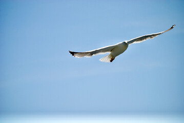 seagull flying over the sea