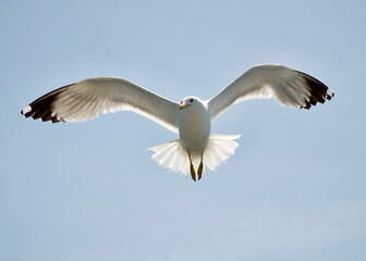 seagull flying over the sea