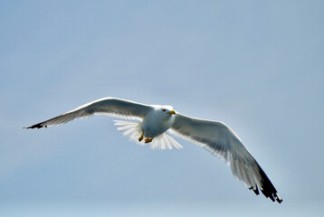 seagull flying over the sea
