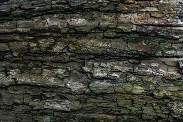 Tree bark close-up. The texture of the bark of a tree.