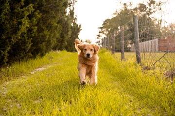 A golden retriever dog running on a trail on old country road with tall cypress trees and wood post...