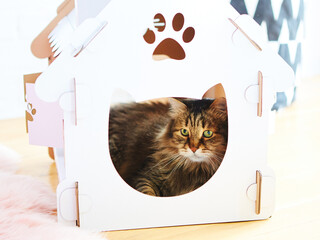 Cat in the cat house. Shallow dof