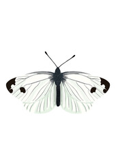 butterfly on white background