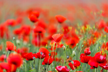 Naklejka premium Red poppies in full blossom grow on the field. Blurred background.