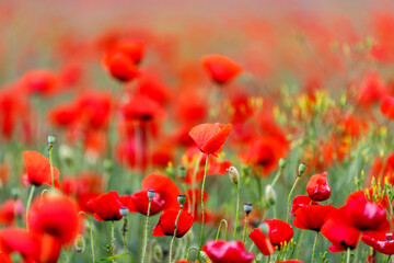 Red poppies in full blossom grow on the field. Blurred background.