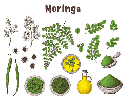 Moringa: hand drawn illustration. Organic healthy food. Moringa leaves, plant, powder, seed, oil. Super food hand drawn set. Vector illustration set. organic healthy food. Color