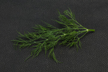 Fresh green dill herb branch